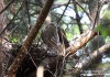 Krahujec lesní (Ptáci), Accipiter nisus (Aves)